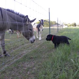 Labrador Retriever Puppies from Freedom Labradors