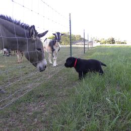 Labrador Retriever Puppies from Freedom Labradors