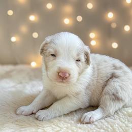 Beckham - Red merle male Australian Shepherd puppy in Statesville, North Carolina from Charming Australian Shepherds