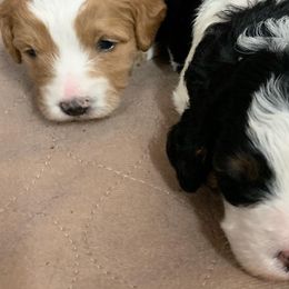 Bernedoodles and Poodles from Luck O the Doodle
