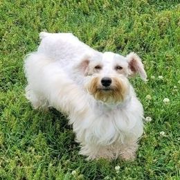 Piper - Miniature Schnauzer