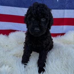 Darius - Phantom male Goldendoodle puppy in Spokane, Washington from Goldendoodles on the Prairie