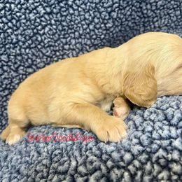 Goldendoodle and Poodle Puppies from SnickerDoodlePups