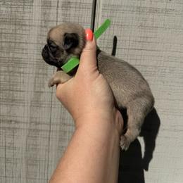 Theodore - Fawn male Pug puppy in Ludowici, Georgia from Royal Destiny Kennels