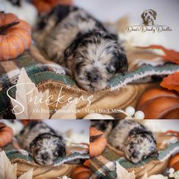 Snickers - Blue merle male Aussiedoodle puppy in Roebuck, South Carolina from Dani's Dandy Doodles