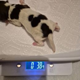 Passion - White and sable female Papillon puppy in Central Florida, Florida from Sunshine Papillons