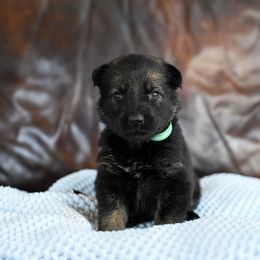 Teal collar - Sable female German Shepherd puppy in Portland, Tennessee from Howixx German Shepherds