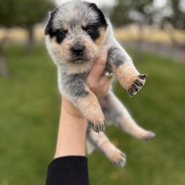 Fire - Blue female Australian Cattle Dog puppy in Ellensburg, Washington from Boondock Bandits