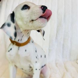 Miss Brown - White and black female Dalmatian puppy in Chehalis, Washington from Dalmatian Vacation