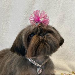 Kora - Shih Tzu