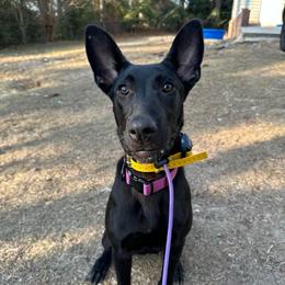 Leeloo - Black brindle female Dutch Shepherd puppy in Fayetteville, North Carolina from Iron Sight K9s
