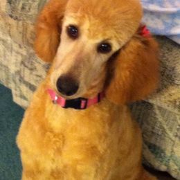 Poodles from Frolicking Poodles