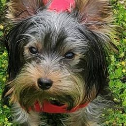 Goldendoodles, Poodles, and Yorkshire Terriers from A1 Designer Pups and More