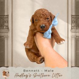 Bennett - Red  male Goldendoodle puppy in Norcross, Georgia from Teddy Puppies