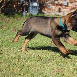 German Shepherd Puppies from Außer Gefahr German Shepherds