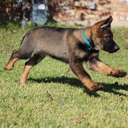 German Shepherd Puppies from Außer Gefahr German Shepherds