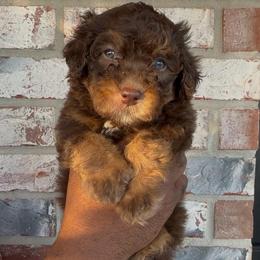 Milky Way - Tri-color female Bernedoodle puppy in Richmond, Texas from Harper’s Heartbeats