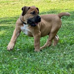 Hercules - Fawn male Boerboel puppy in Bon Aqua, Tennessee from Erickson Ranch Boerboels