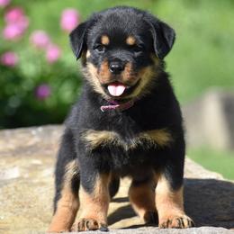 Indira - Black and mahogany female Rottweiler puppy in Catawissa, Pennsylvania from Sharp Ridge Rottweilers