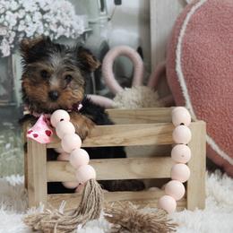 RAMBO - Black and tan male Yorkshire Terrier puppy in Hughesville, Missouri from Puppykiss4u