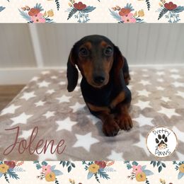 Jolene - Dachshund