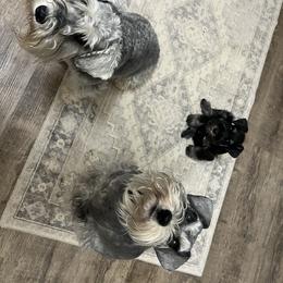 Miniature Schnauzer Puppies from Snowflake Schnauzers