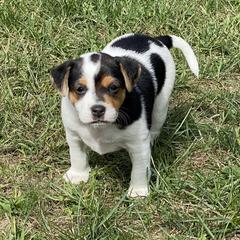 Australian Shepherd and Danish-Swedish Farmdog Puppies from Paradox