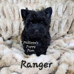 Ranger - Black and tan male Yorkshire Terrier puppy in Adair, Oklahoma from Phillippe's Puppy Paws