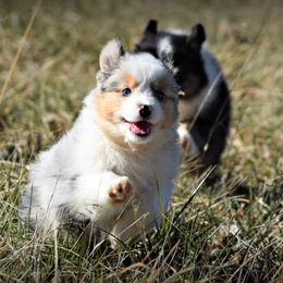Australian Shepherd Puppies from Danell Australian Shepherd