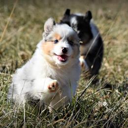 Australian Shepherd Puppies from Danell Australian Shepherd