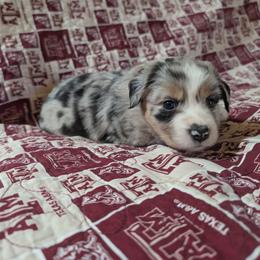 Pearl - Blue merle female Miniature Australian Shepherd puppy in Crockett, Texas from Pleasant Grove Aussies