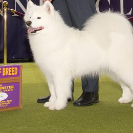 AU - Samoyed