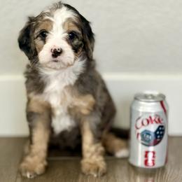 The Queen. Sandra - Merle female Bernedoodle puppy in Gilbert, Arizona from Safe Havynn Doodles