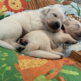 Golden Retriever Puppies from English Cream Goldens in Georgia