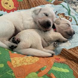 Golden Retriever Puppies from English Cream Goldens in Georgia