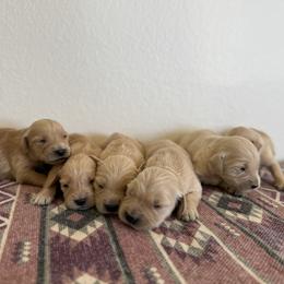 Boy 4 - Golden male Golden Retriever puppy in Hobbs, New Mexico from Goldie Locks Golden Retrievers & Doodles