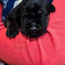 Male 1 - Black and rust male Doberman Pinscher puppy in China Township, Michigan from Snell's Superior Kennel Dobermann & GSP