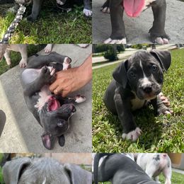 American Bully Puppies from King Bane's Bullies