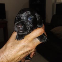 Ricky - Black male Dachshund puppy in Loxahatchee, Florida from Lazy Acres Farm & Long Back Ranch