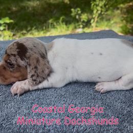 Beautiful Chocolate Dappled Piebald Girl - Dapple female Dachshund puppy in Brunswick, Georgia from Coastal Georgia Miniature Dachshunds