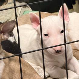 Cloud - White male Bull Terrier puppy in Sprauge, Washington from Mark My Words Bull Terriers