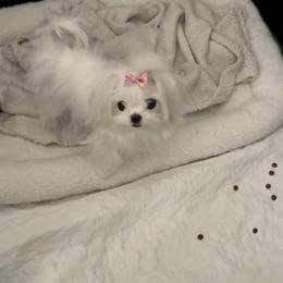 Maltese Puppies from Made to Love Maltese LLC