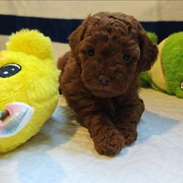 Tillie - Red female Cavapoo puppy in Dallas, Texas from Halo's Heroes Doodles