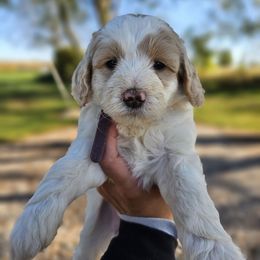 Taffy - Parti female Goldendoodle puppy in Forest, Ohio from Mini Doodle Buddies