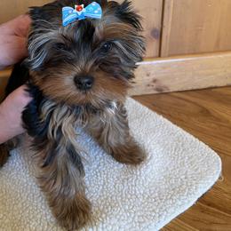 Yorkshire Terrier Puppies from Bohemian Beauty Yorkshire Terrier