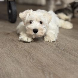 Blue boy - White male Miniature Schnauzer puppy in Berea, South Carolina from kathi burke