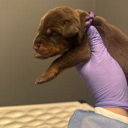 Donatell(a) - Red and rust female Doberman Pinscher puppy in Bruce Township, Michigan from Eminent Dobermans