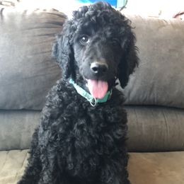 Poodles from Warner Mountain Standard Poodles