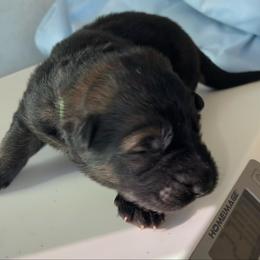 Jaden - Black and red female German Shepherd puppy in Winterport, Maine from Vom Stevens Old Fashioned German Shepherds