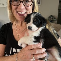 Miniature Australian Shepherd Puppies from Amberwood DD Aussies